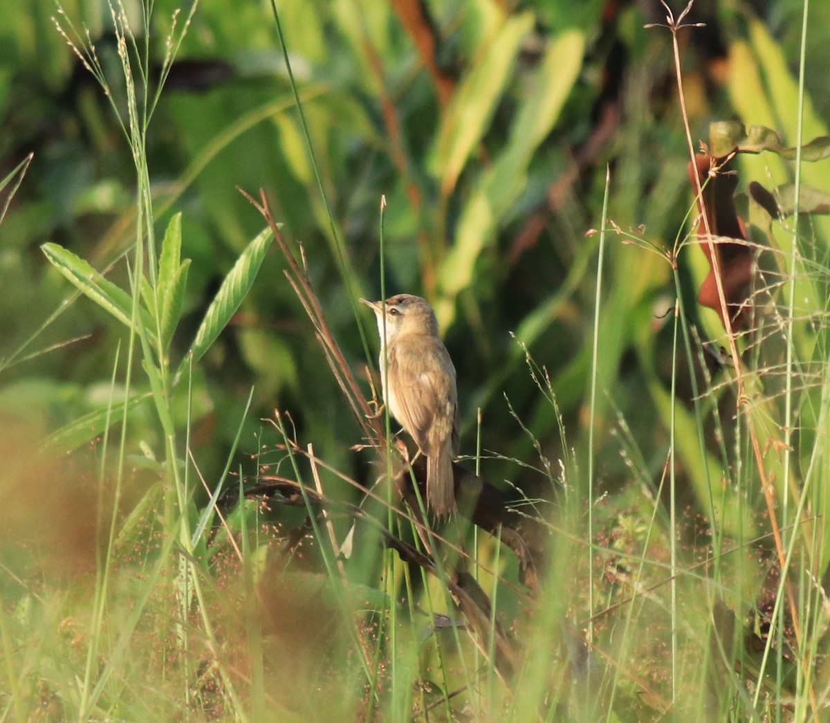Индийская камышевка - ML650494731