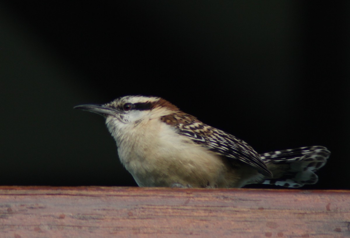 rødryggsmett - ML650494764