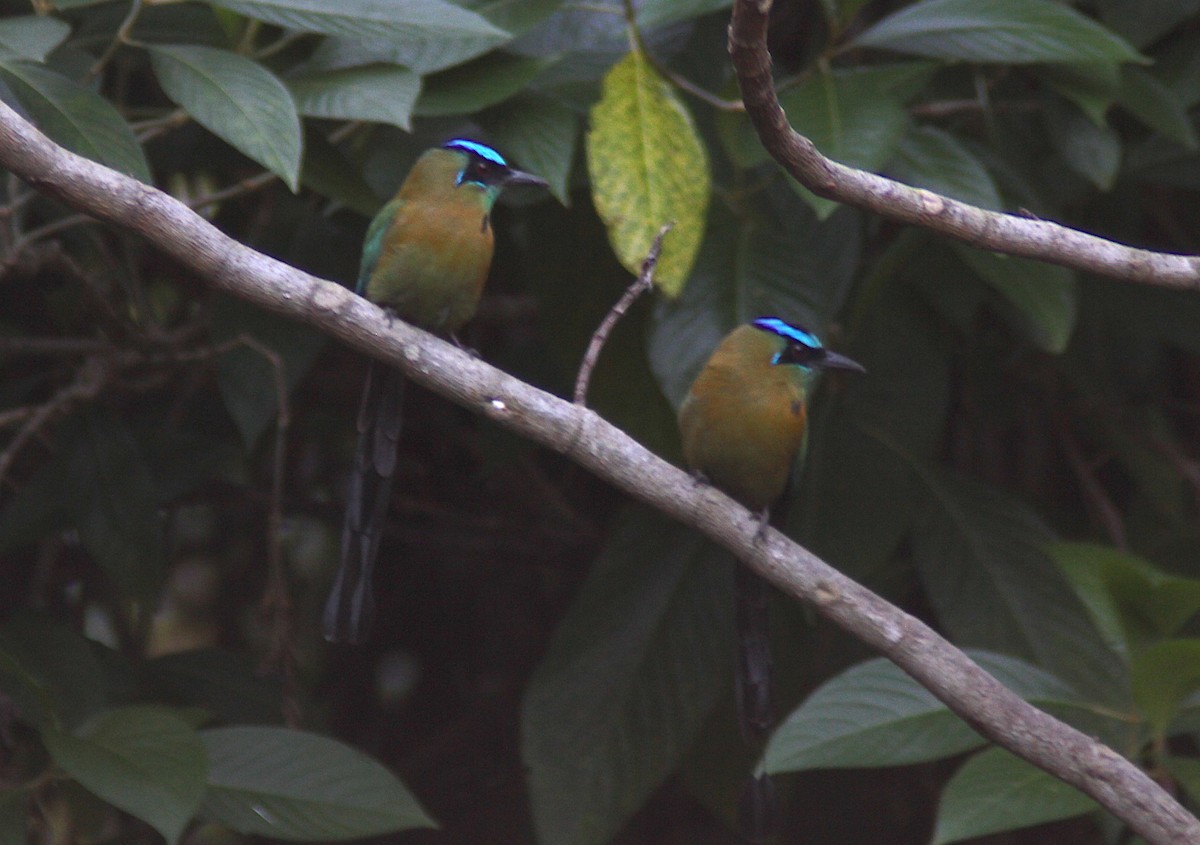 diademmotmot - ML650494776