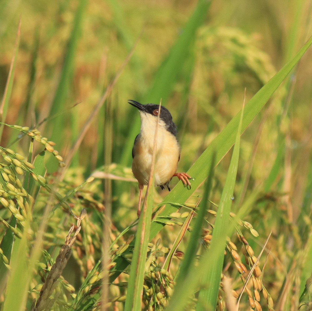 Рыжебрюхая приния - ML650494826