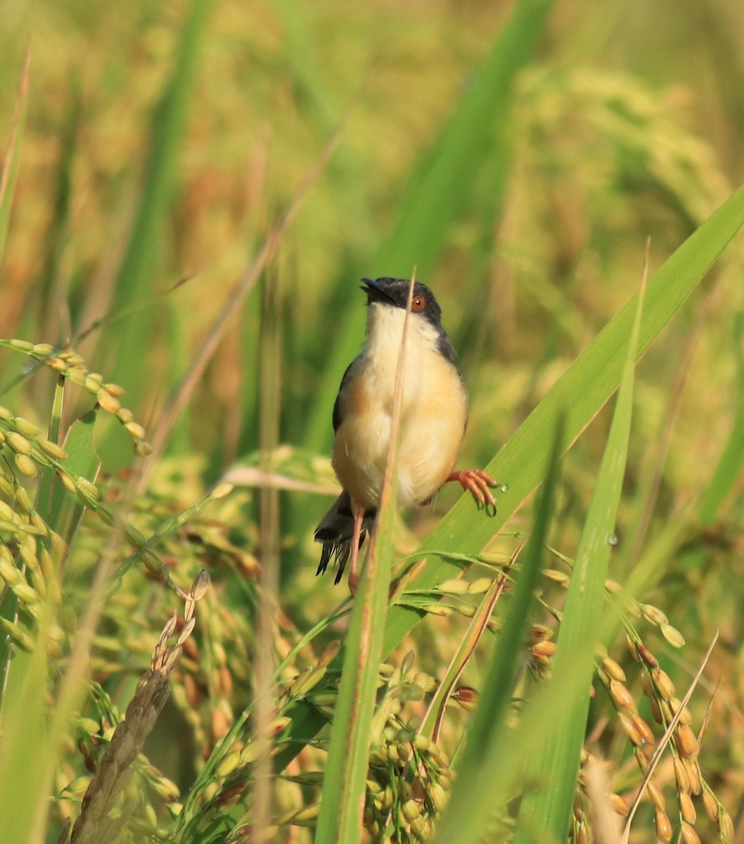 Рыжебрюхая приния - ML650494827