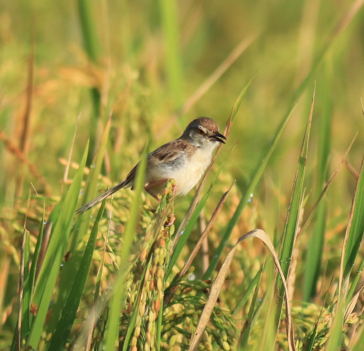 Буроголовая приния - ML650494836
