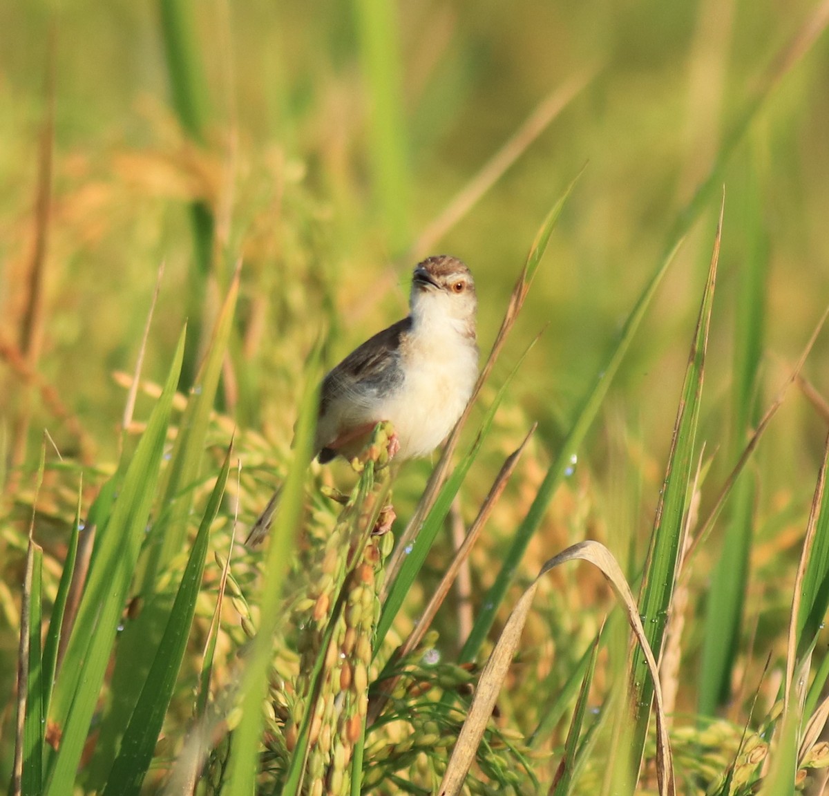 Буроголовая приния - ML650494837