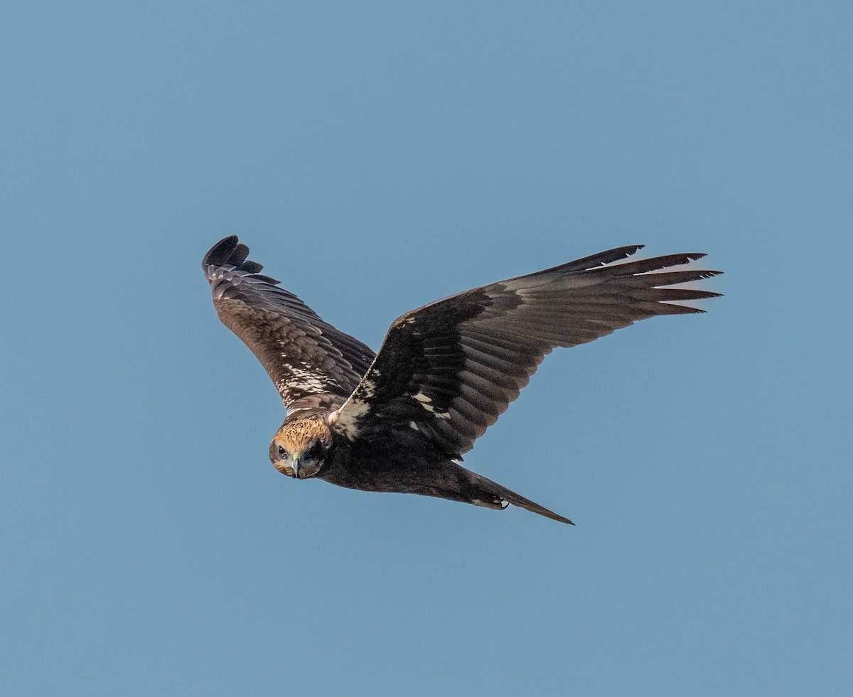 Falco di palude - ML650495007