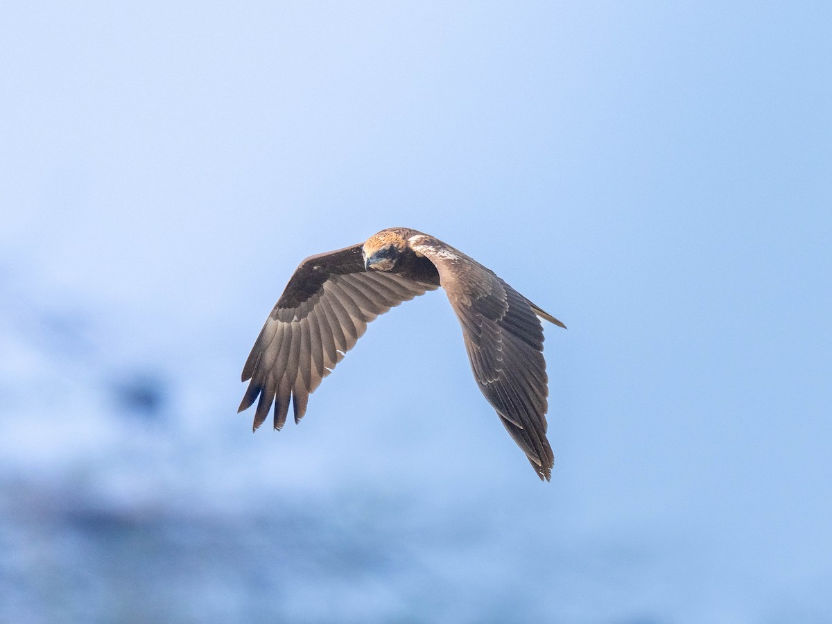 Falco di palude - ML650495008