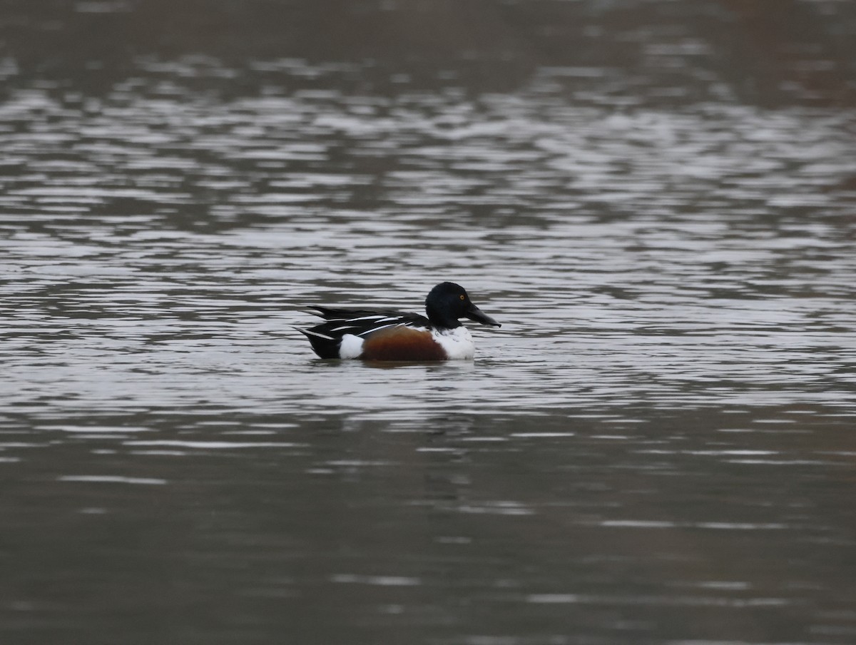 Широконоска - ML650495019