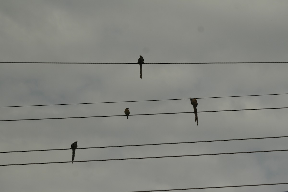 Бурокрылая птица-мышь - ML650495166