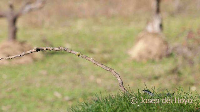 Great Tit - ML650495278