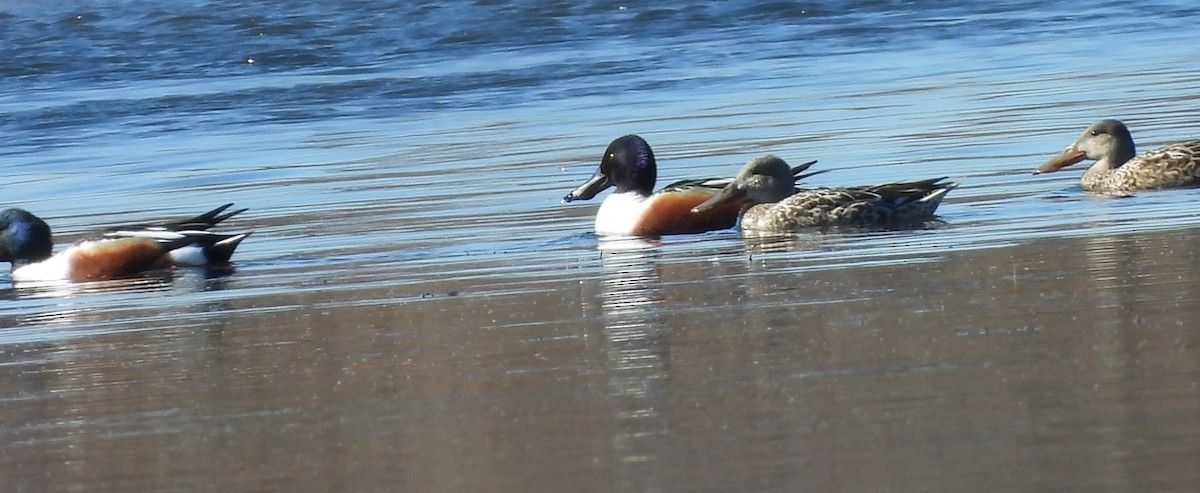 Широконоска - ML650495314