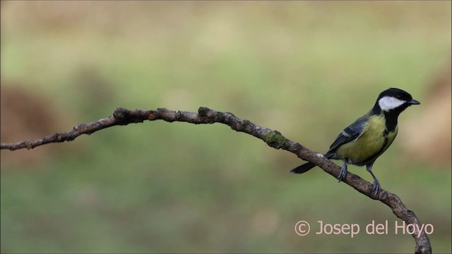 Great Tit - ML650495496