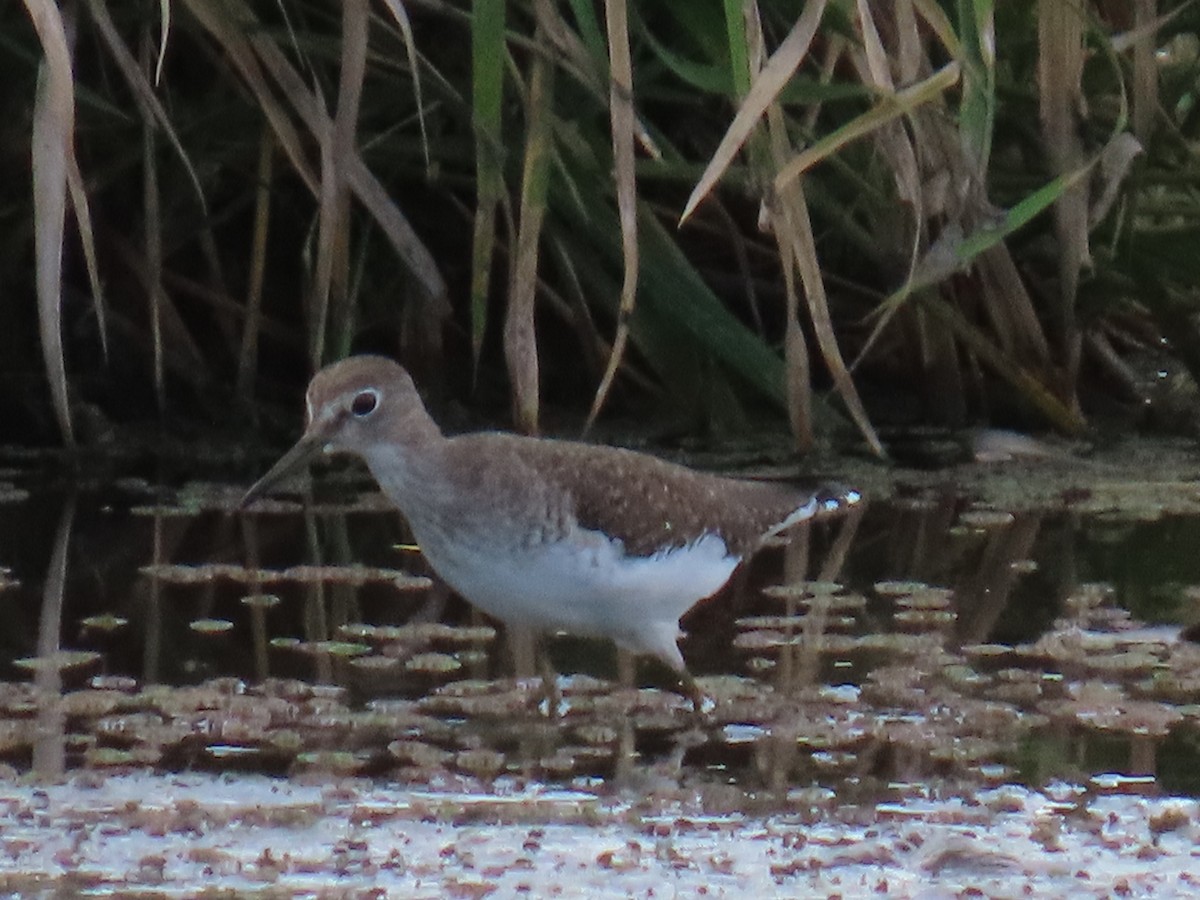 Einsiedelwasserläufer - ML650495692