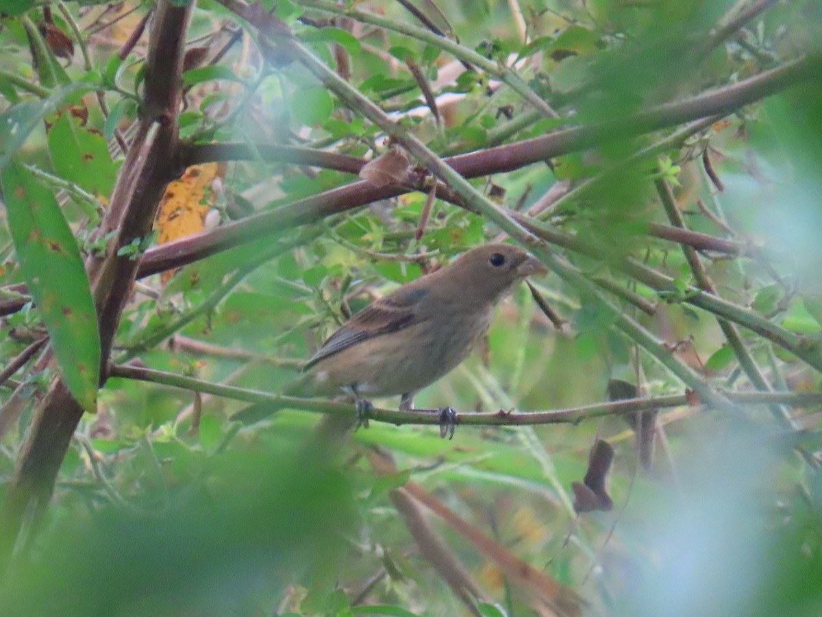 Azulillo Índigo - ML650496044