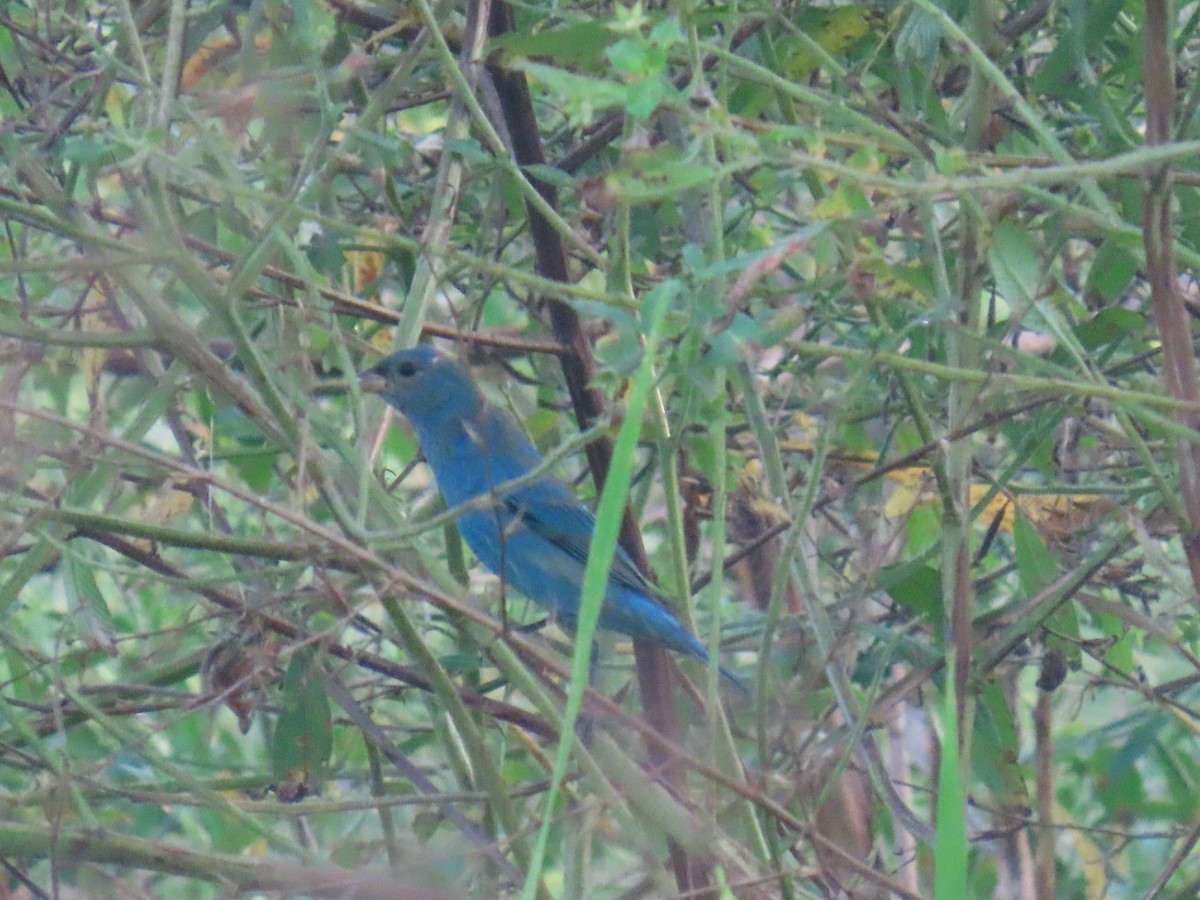 Azulillo Índigo - ML650496045