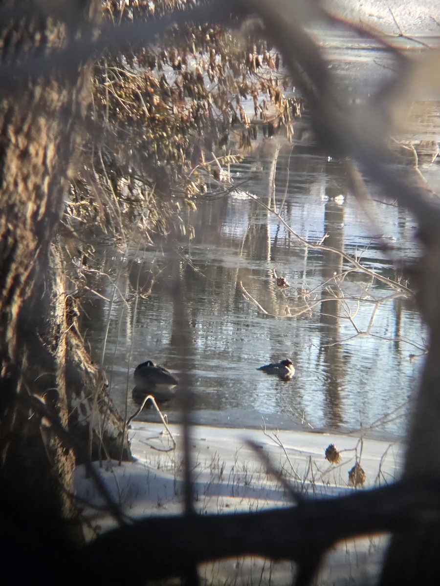 カワアイサ - ML650496289