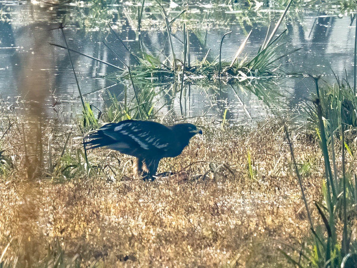 Aquila anatraia maggiore - ML650496296