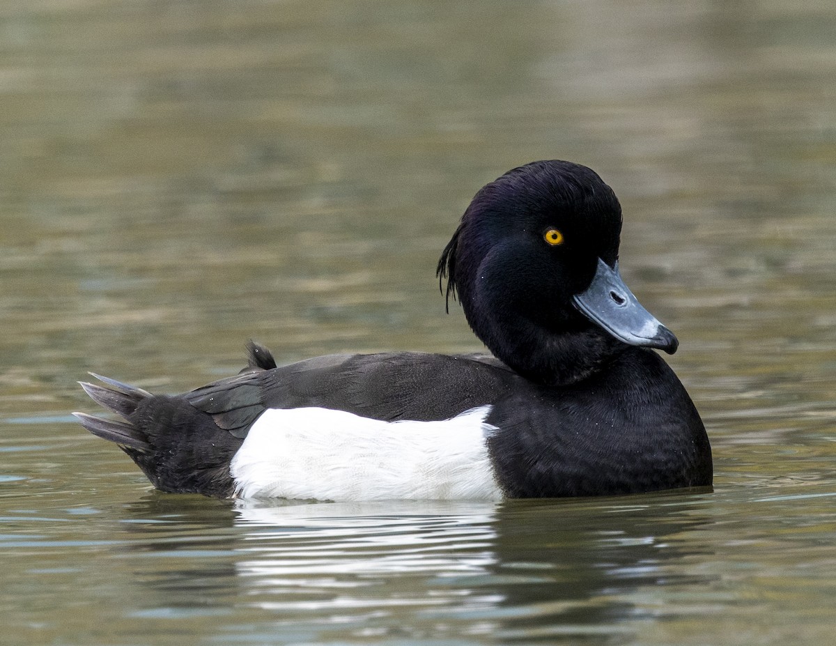 Tufted Duck - ML650496332