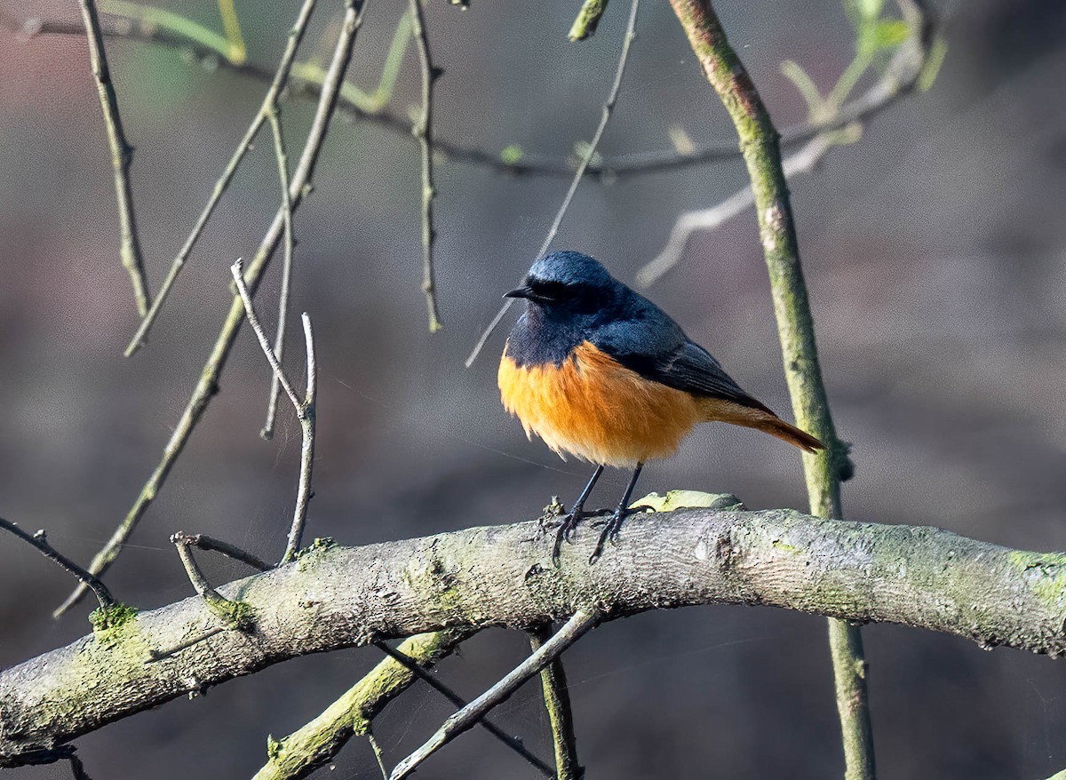 Codirosso spazzacamino - ML650496340