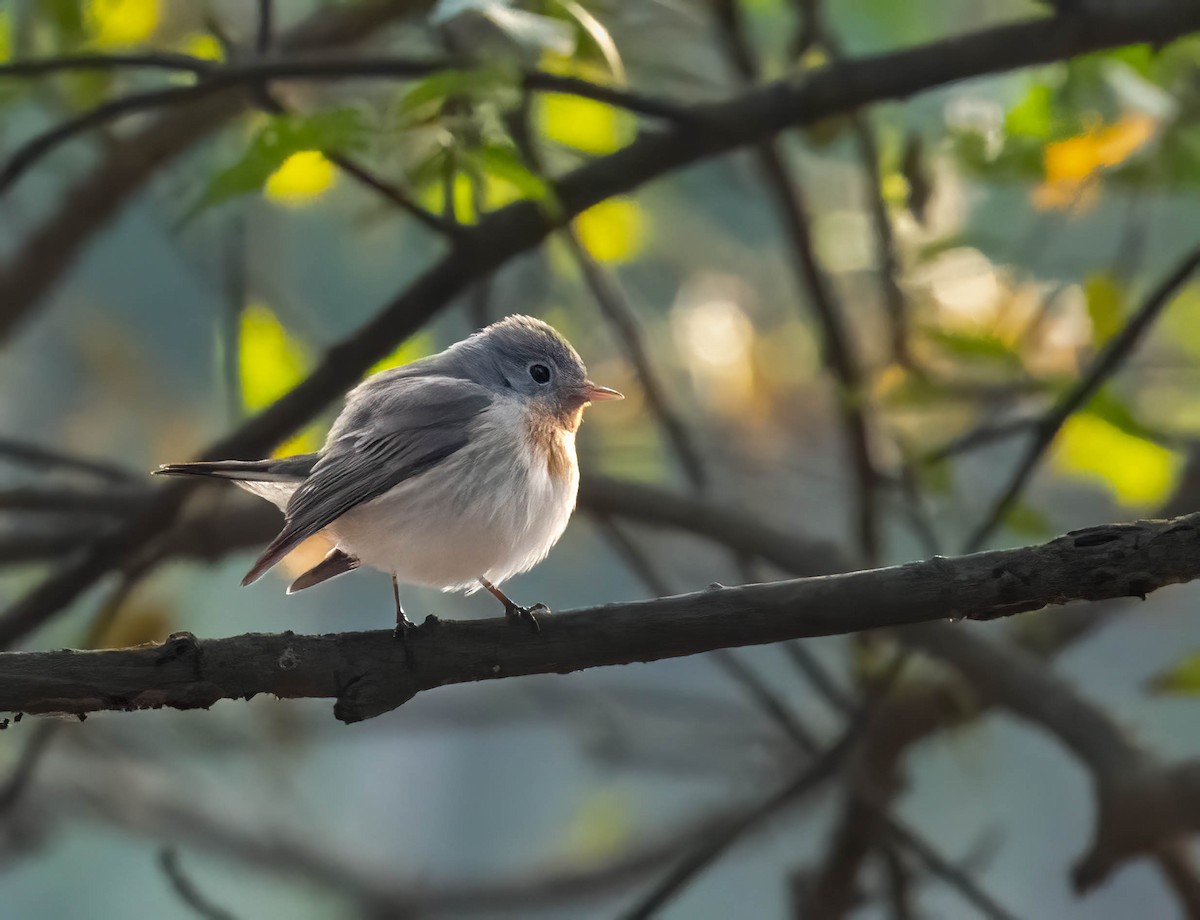 Pigliamosche pettirosso - ML650496353