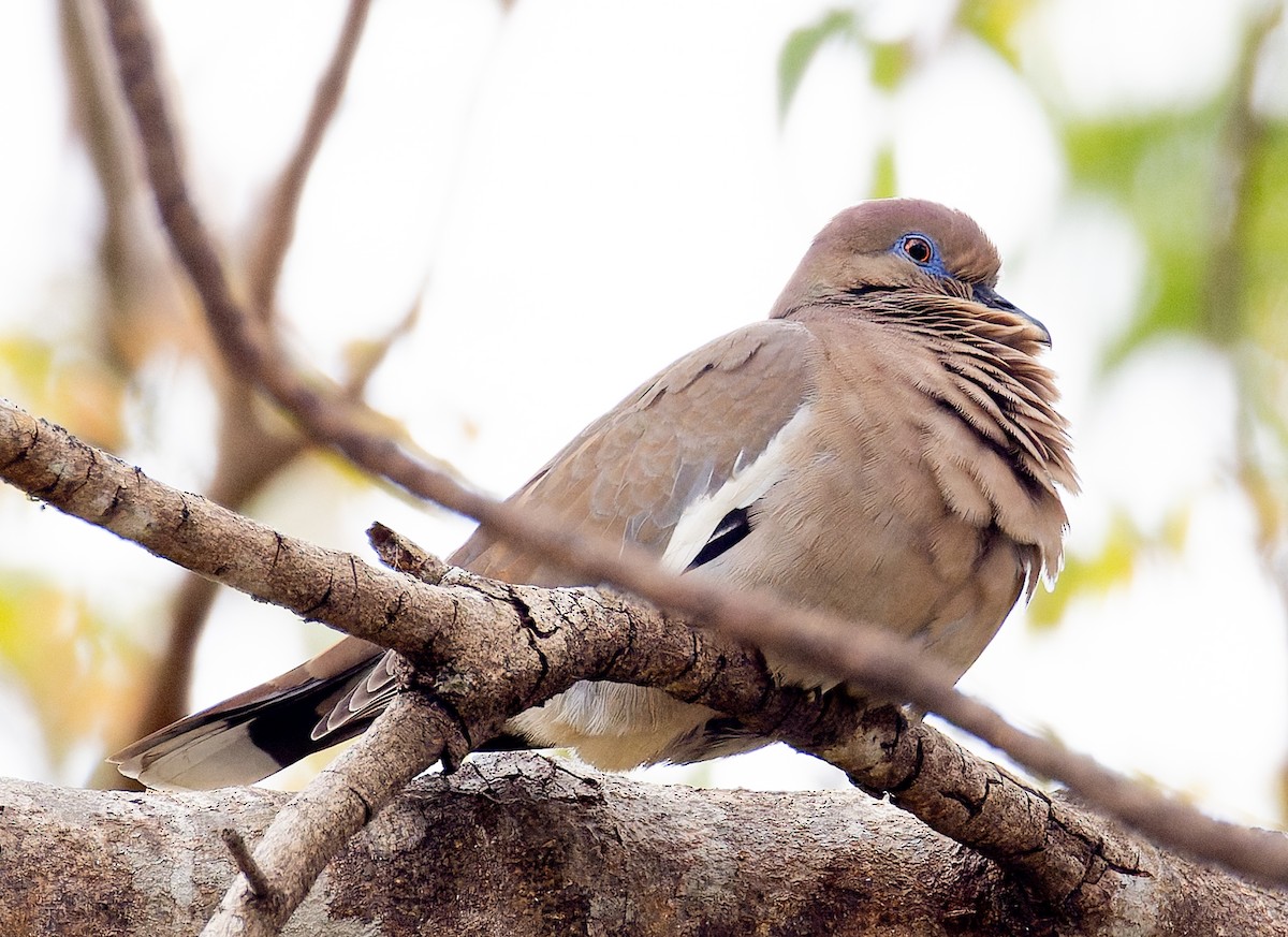 hvitvingedue - ML650496537