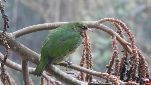Orange-breasted Fruiteater - ML650496577