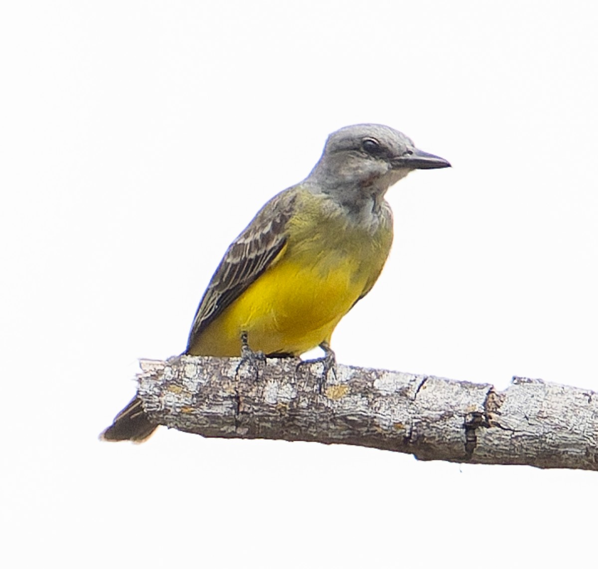 tropekongetyrann - ML650496619