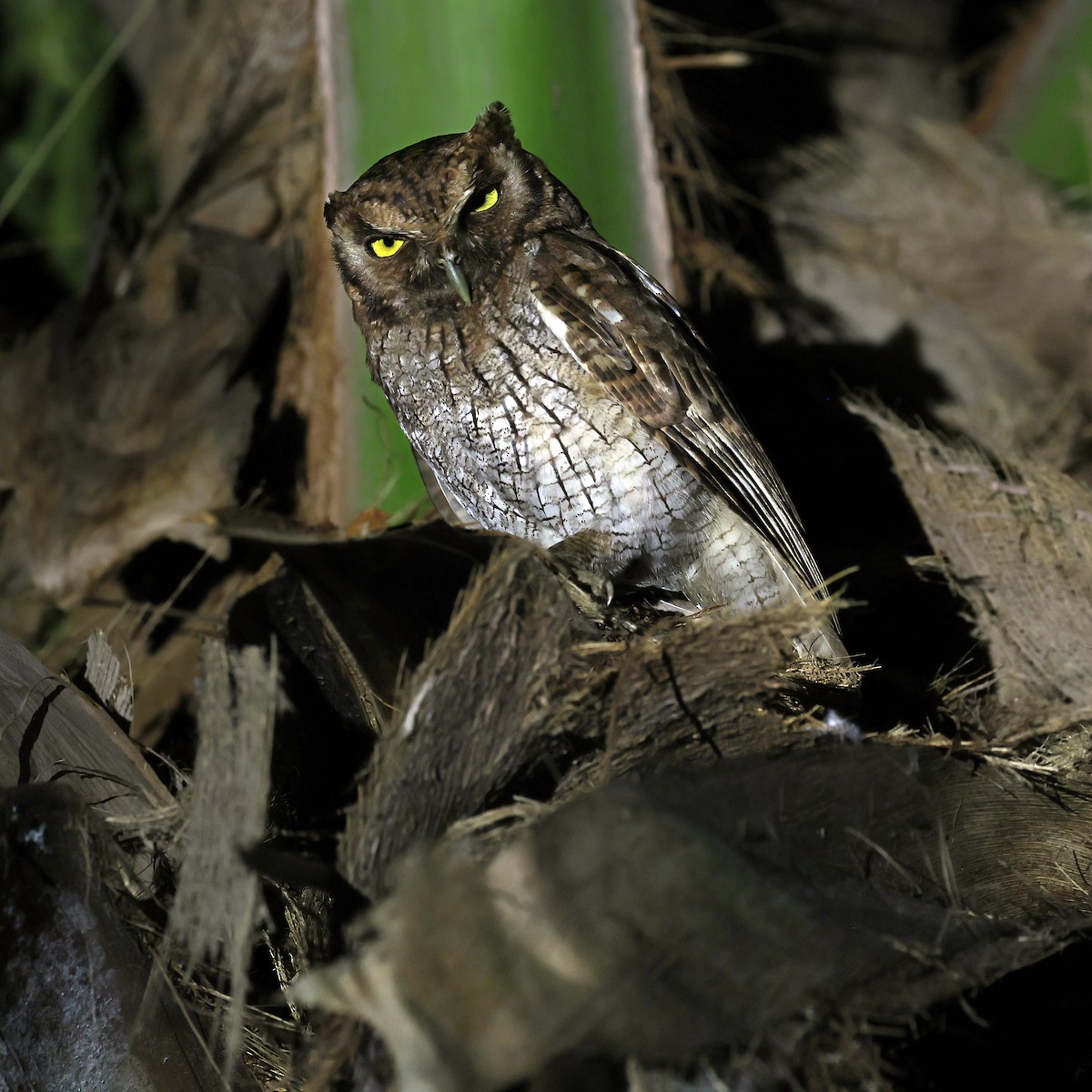 tropeugle - ML650496708