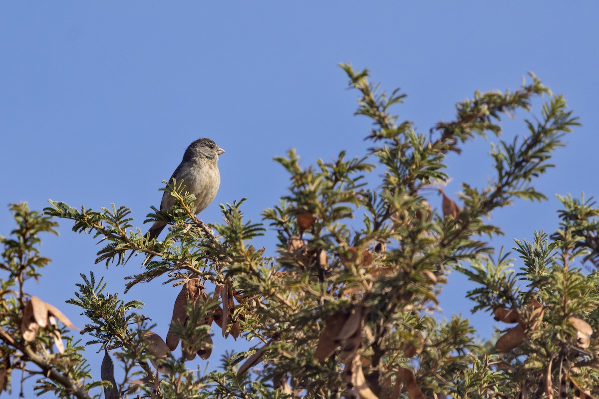 Medinagirlitz - ML650496788