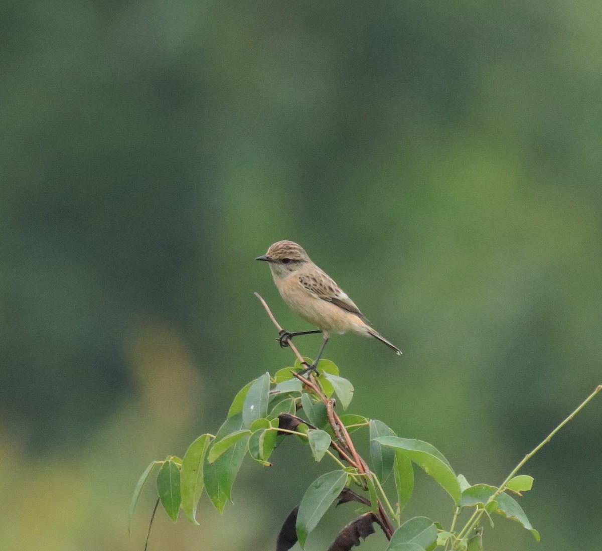 Сибирский черноголовый чекан - ML650497066