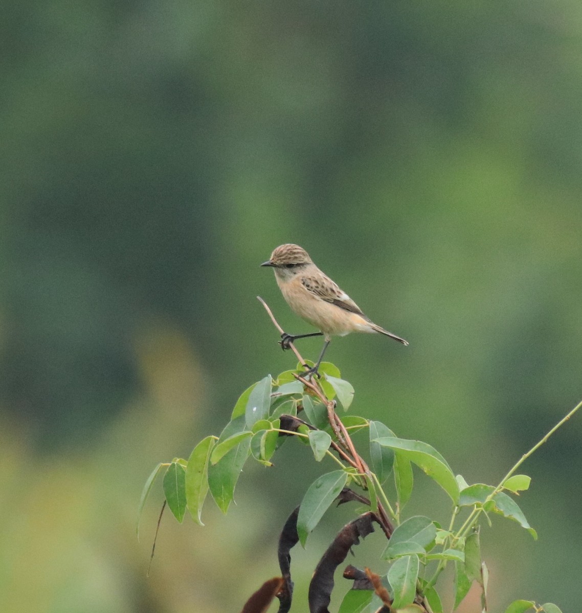 Сибирский черноголовый чекан - ML650497067