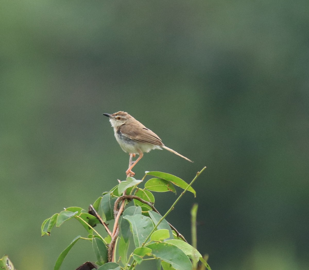 Буроголовая приния - ML650497181