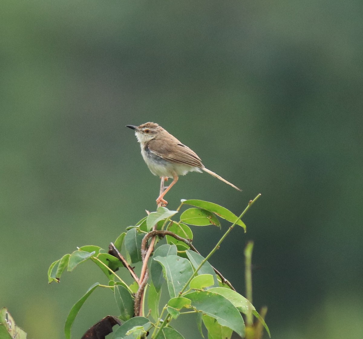 Буроголовая приния - ML650497182
