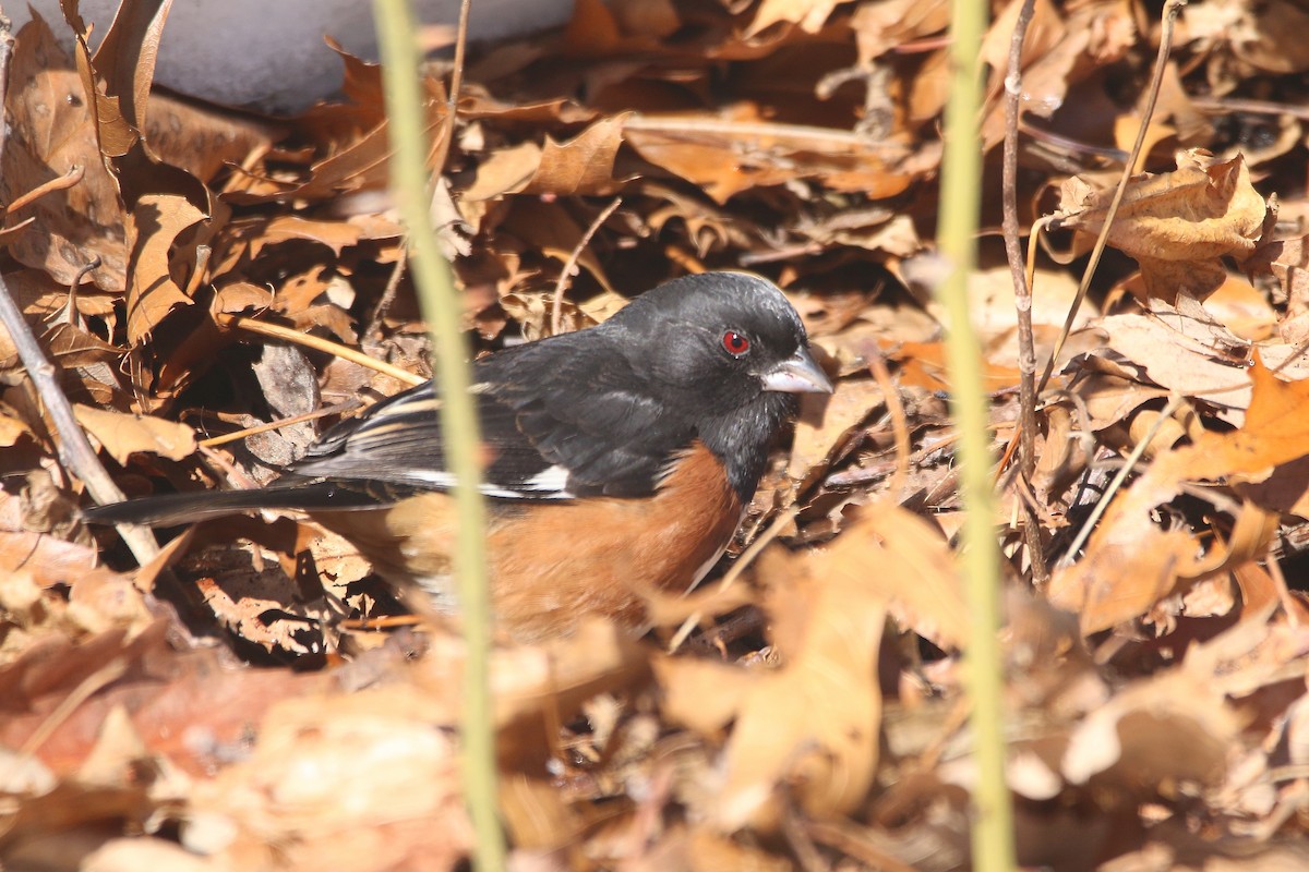 Красноглазый тохи - ML650497433