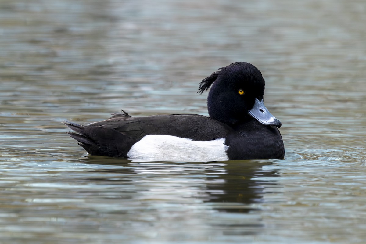 Tufted Duck - ML650497436