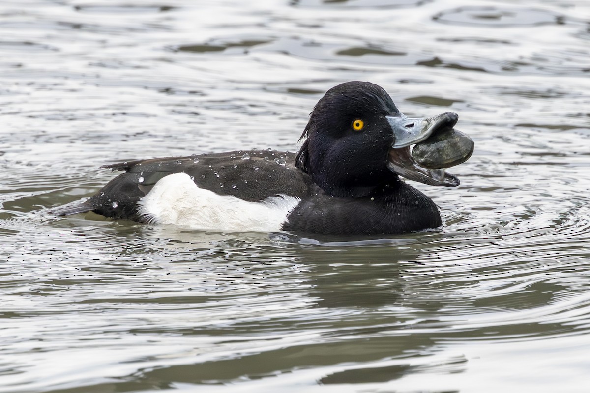 Tufted Duck - ML650497442