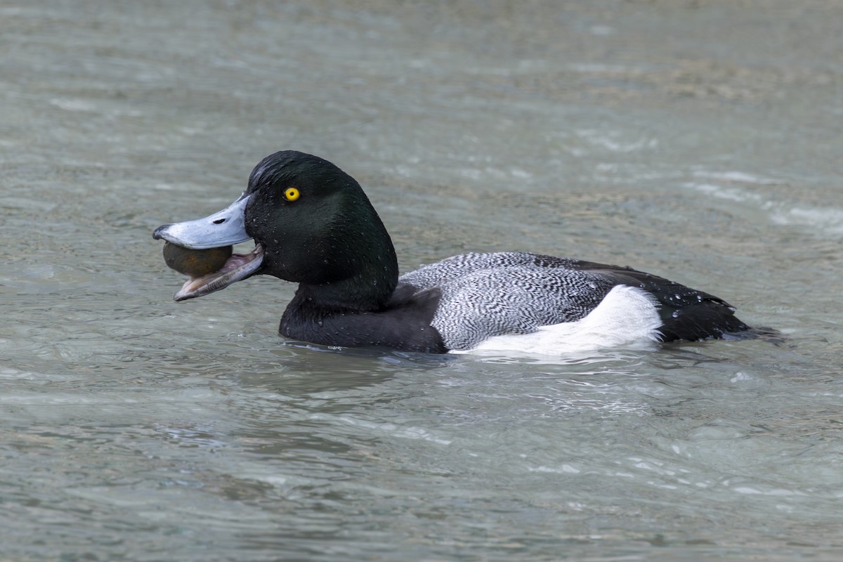 Greater Scaup - ML650497446
