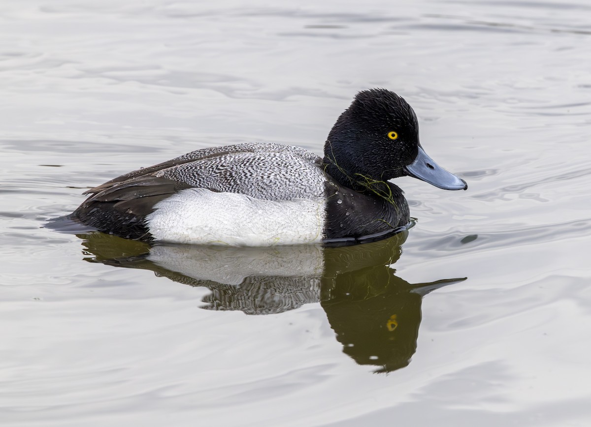Lesser Scaup - ML650497447