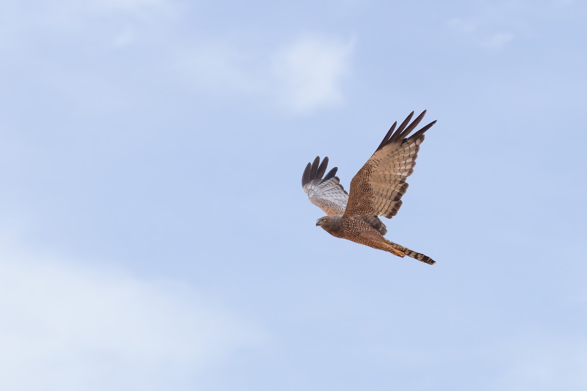 Spotted Harrier - ML650497478