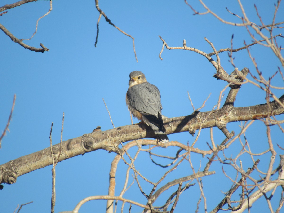 Smeriglio - ML650497515