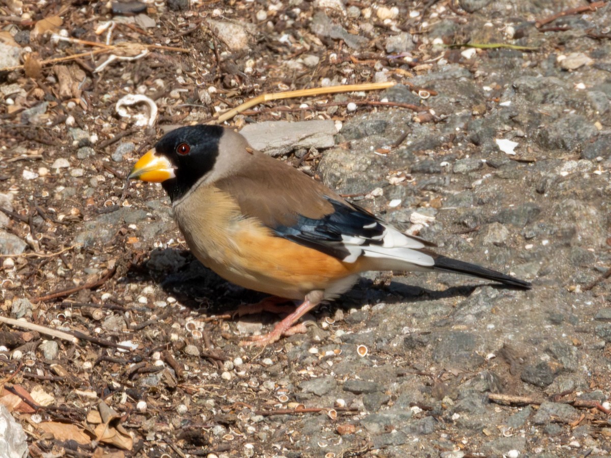 Gros-bec migrateur - ML650497611