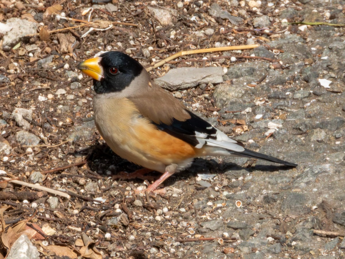 Gros-bec migrateur - ML650497612