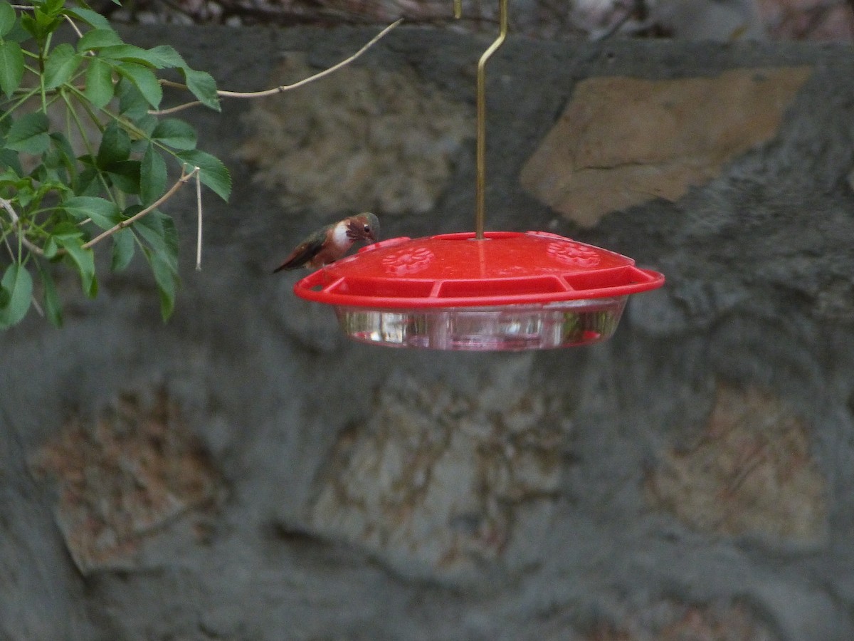 Rufous/Allen's Hummingbird - ML650497624