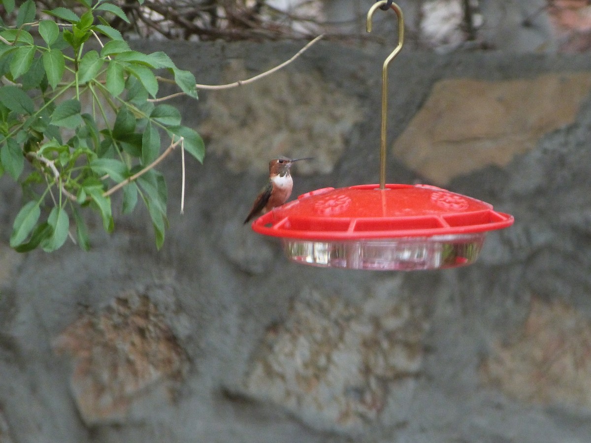 Rufous/Allen's Hummingbird - ML650497626