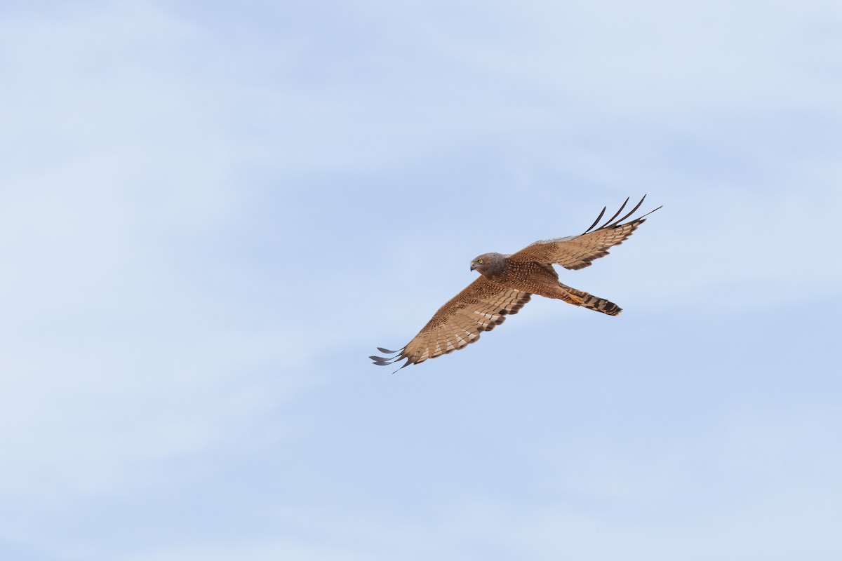 Spotted Harrier - ML650497629