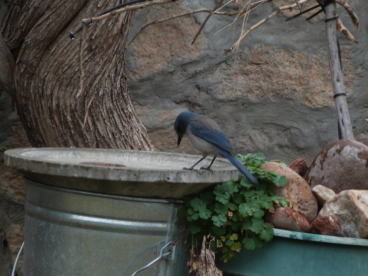 Woodhouse's Scrub-Jay - ML650497675