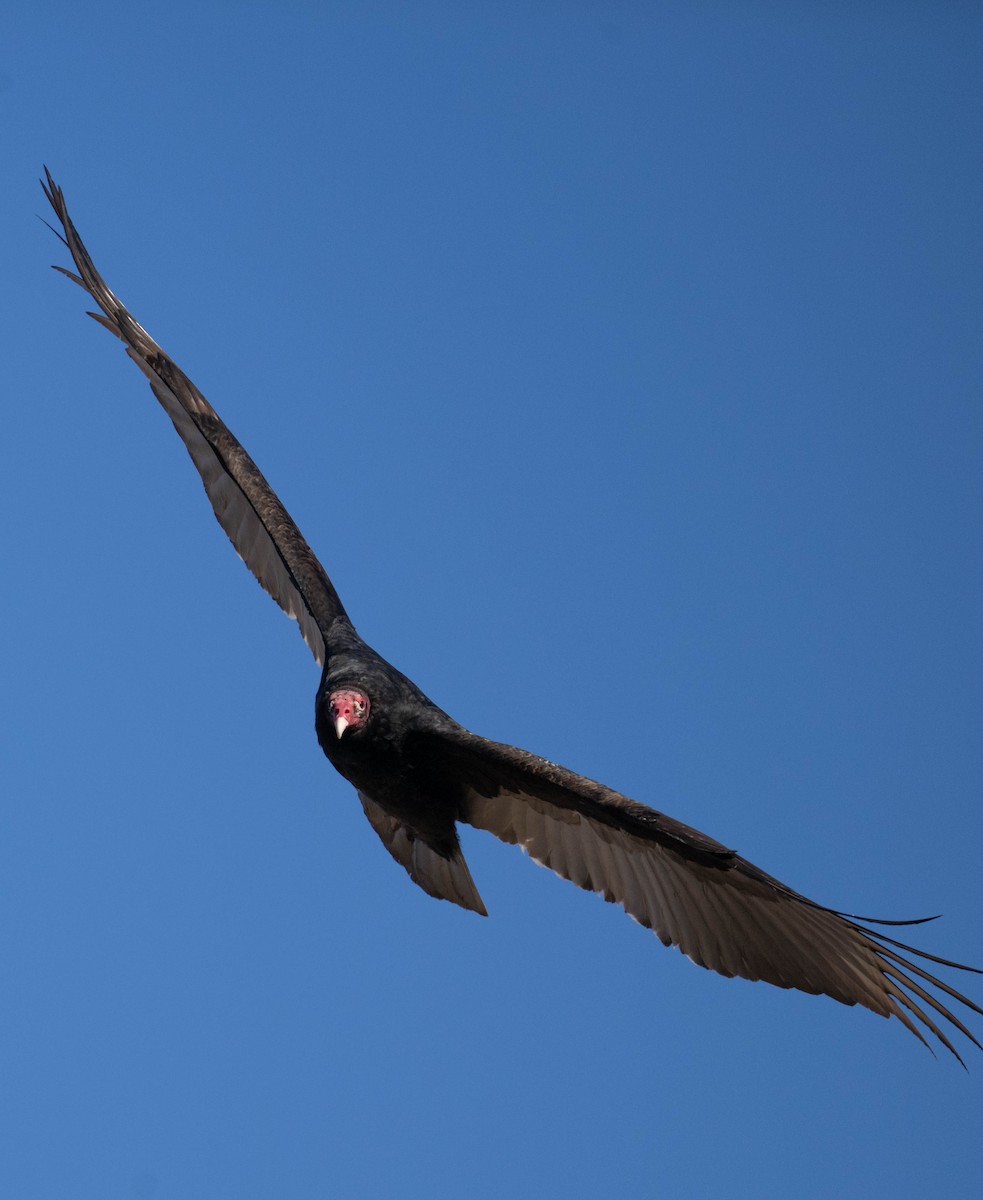 Turkey Vulture - ML650497783