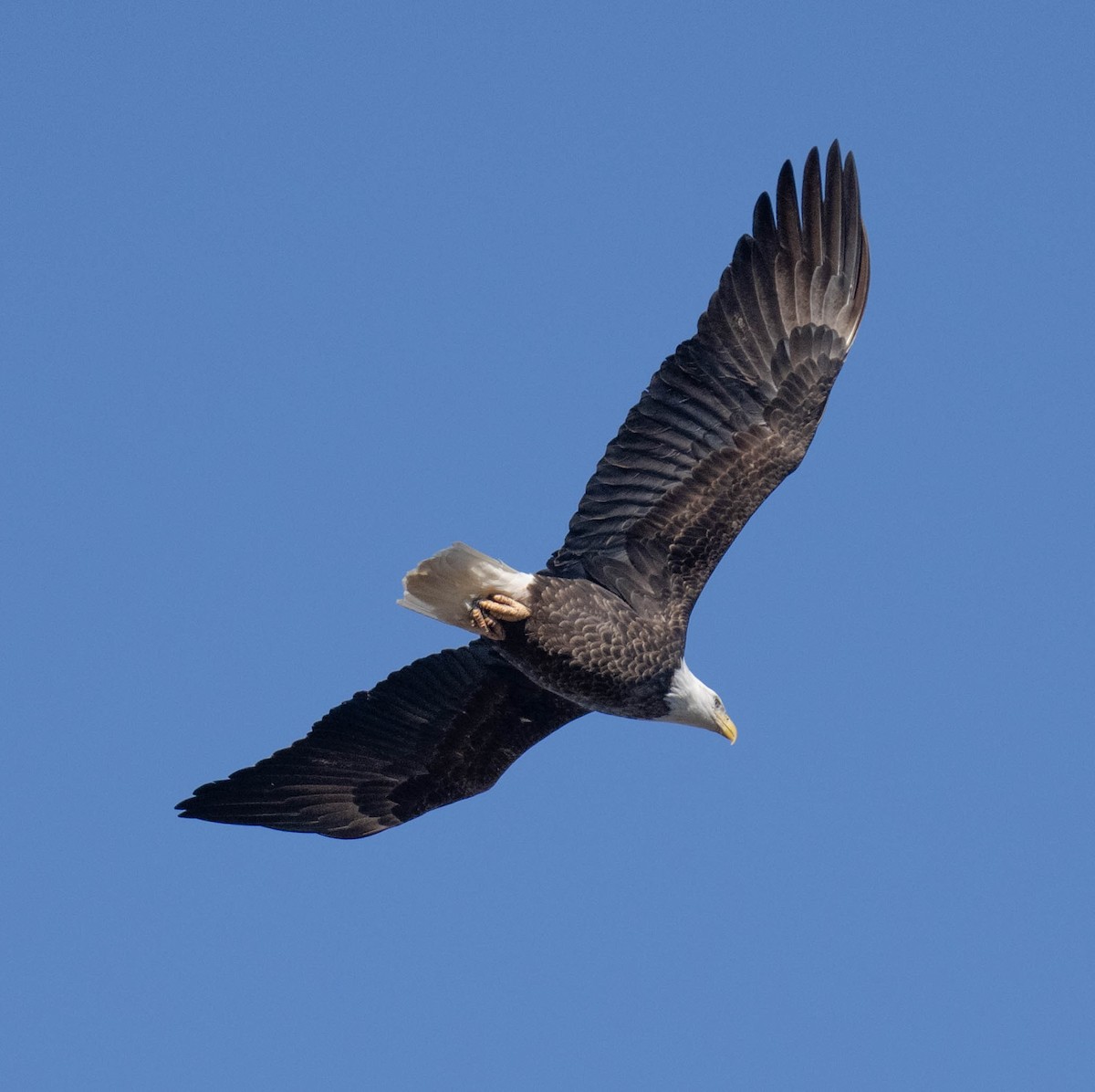 Bald Eagle - ML650497787