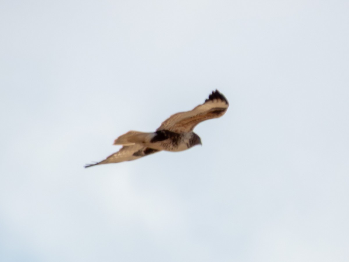 mongolvåk - ML650497809