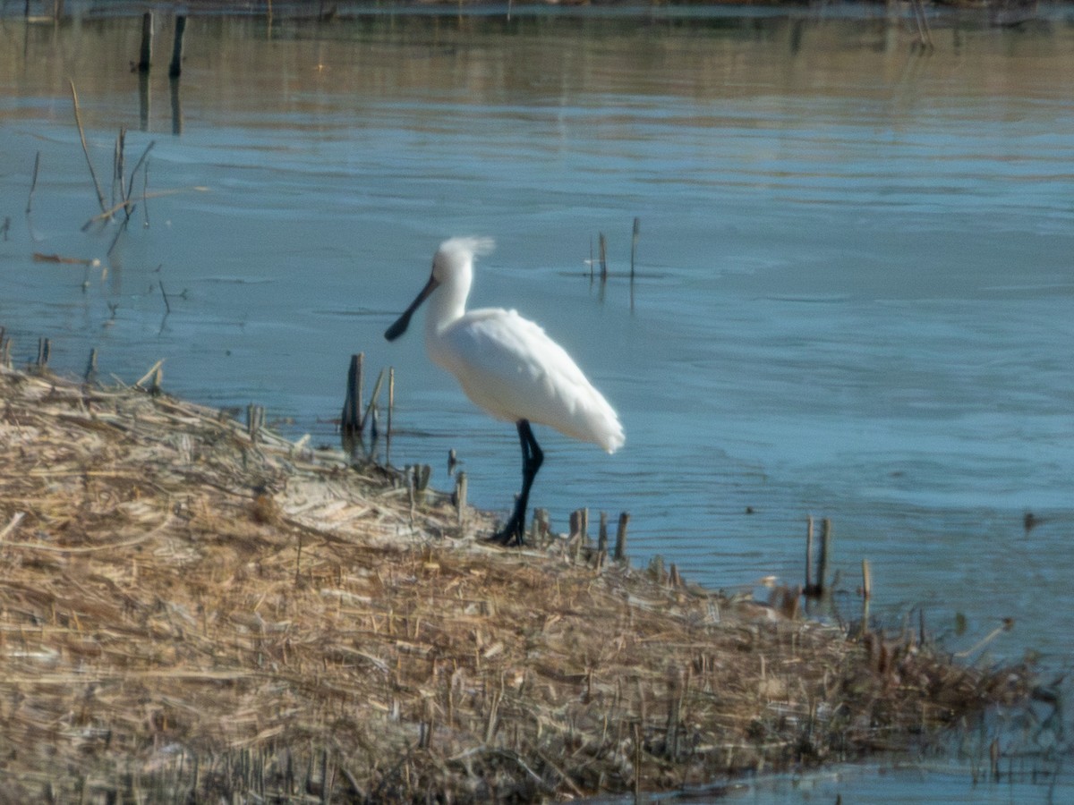 skjestork - ML650497825