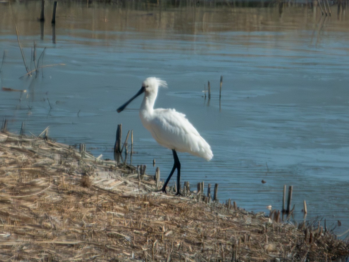 skjestork - ML650497826