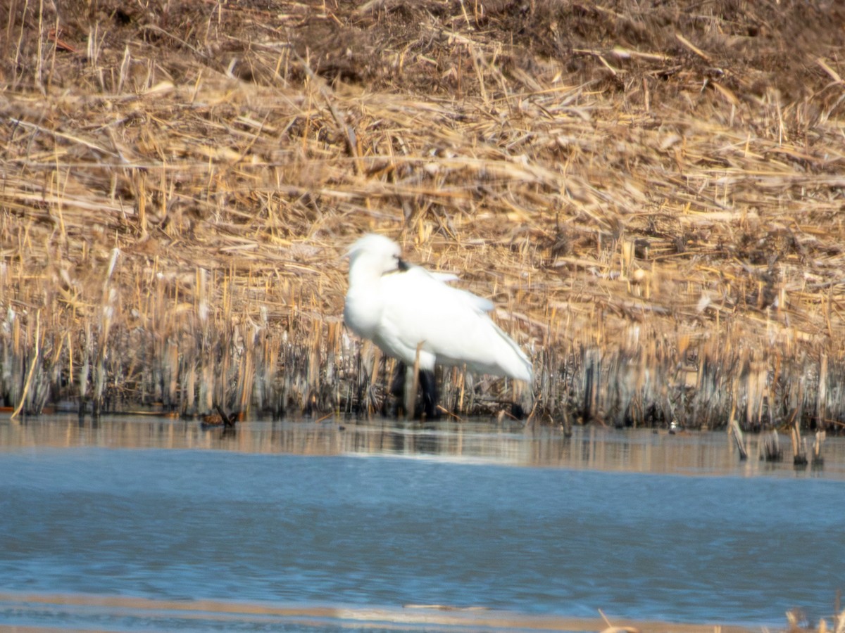 skjestork - ML650497827